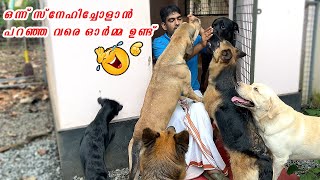 🤓 ഒരു ഫുൾ ഡബിൾ മുണ്ട് സ്വാഹ 🤓 : Rainy Evening with our dogs