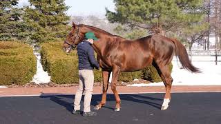 エスケンデレヤ(Eskendereya) - JBBA日本軽種馬協会種牡馬展示会2022