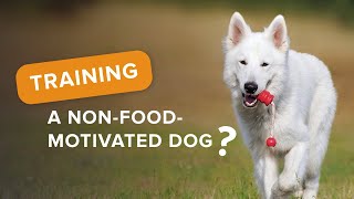 Training a NON-Food-Motivated Dog?