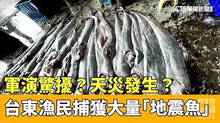 軍演驚擾？天災發生？　台東漁民捕獲大量「地震魚」｜華視新聞 20230412