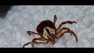 CLOSE UP OF A AMBLYOMMA MACULATUM TICK