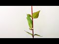 asian swallowtail metamorphoses into a butterfly time lapse