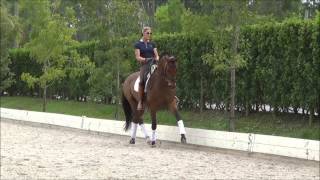 Signa Inferre - 8 yr old Gelding for Sale
