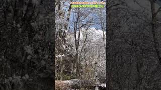 【73才若返りの秘訣】70代富士山暮らし移住VLOG 富士山パワー🗻 2022/3/23  富士山パワーのお裾分けーーー　目指せ健康100才