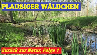 Plaußiger Wäldchen - Vom Industriegebiet zum Naturlehrpfad