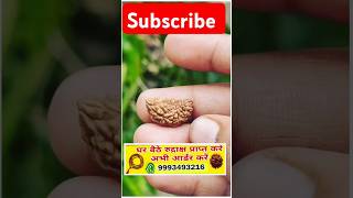 1 Face (Mukhi) Rudraksha| एक मुखी रुद्राक्ष 🕉️🔱 #shortvideo #bageshwardham #shorts