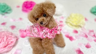 愛犬の誕生日に大興奮する一家【トイプードルのコロン】