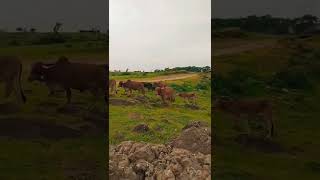 स्वानंद सुखनिवासी सद्गुरु जोग महाराज गोशाळेतील गाई beautiful Cow's