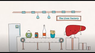 How does the liver work?