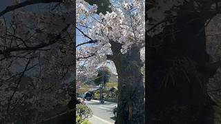 Cherry Blossom #japan #travel #fyp  #kyoto