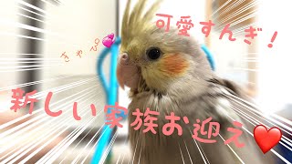 【オカメインコの雛】生後2ヶ月のオカメインコを家族にお迎え！！！