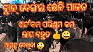 black bengal goats farming) ବ୍ଲାକ ବେଙ୍ଗଲ ଛେଳି ପାଳନ/ବହୁତ ଲାଭ 👍