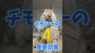 うさぎに絶対あげないといけない食材　#shorts #うさぎ　#ウサギ