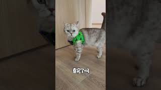 我家猫迫不及待的当起了验房师 #萌宠 #cat #宠物生活 #pets