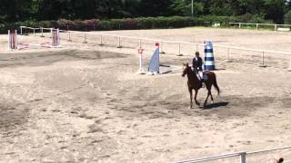 平成28年度群馬県初夏馬術大会 クロス障害飛越競技 2年鹿野\u0026錦王号