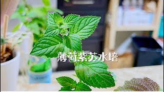 闺蜜送的薄荷紫苏用水培，让它们继续生长 (家庭盆栽/小花槽种植 13）