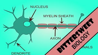 Action Potential Explained - The Neuron