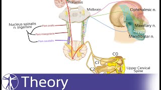 The Trigeminal Nerve's Role in Cervicogenic Headache | Referred Pain