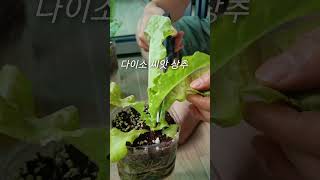 베란다에서 키운 채소로 한끼 뚝딱.#베란다농부#집에서채소키우기#야채비빔밥