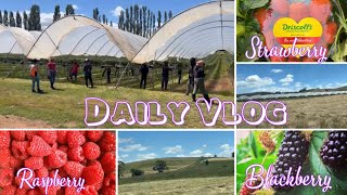 Daily Vlog // Work in Australia, Tasmanian Berries🍓