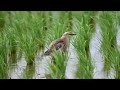 【今年も渡来！！】ジャワアカガシラサギ javan pond heron