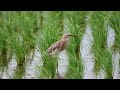 【今年も渡来！！】ジャワアカガシラサギ javan pond heron