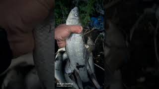 ხავსით ნადავლი მტკვარზე. 16 კგ ხრამული 30 ც. Fishing For Northern pike.