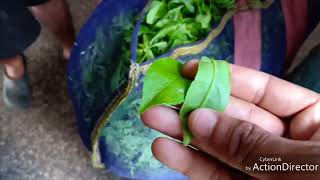 The process of making tea( চা তৈরির পদ্ধতি)