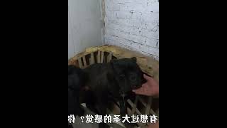 恶霸犬和黑豹见面真是一波三折，阿呆又出来找茬，来放黑豹 #009