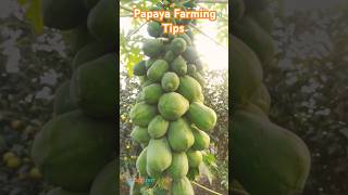 #papaya #seedling #agriculture #farmer #sustainablefarming #farming #tips #tricks #fruit #vegetables