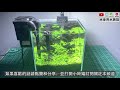 無水啟動迷你矮珍珠成型，最快速最簡單的前景草種植法 100% successfully planted hemianthus callitrichoides cuba aquatic plants