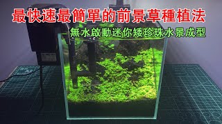 無水啟動迷你矮珍珠成型，最快速最簡單的前景草種植法|100% successfully planted Hemianthus callitrichoides 'Cuba' aquatic plants