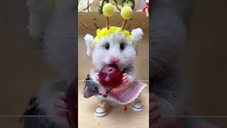 Today’s lipstick number is cherry pink  bear  RaisingRatDailySharing  hamster  cutepetdebutplan  c