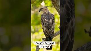 Crested Serpent Eagle 🦅 Águila Serpiente Crestada