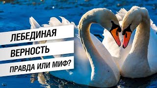 Самые верные птицы на планете. Правда ли, что лебеди – однолюбы?