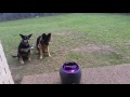 Using the PetSafe Ball Launcher feat. Maggie the GSD and Benny the Kelpie X