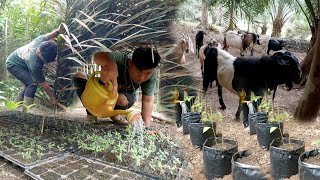 kambing dajal selalu bikin emosi mengganggu kebun sayur warta petani muda hidup di hutan