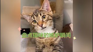 盘点猫咪的嫉妒瞬间，“嫉妒使猫面目全非！”