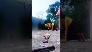 Tiger  at Home  Care Lifestyle || #tiger #short #video