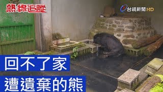 熱線追蹤 - 回不了家 遭遺棄的熊