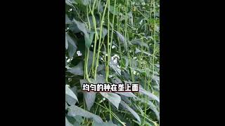 秋豆角多产种植方法，让豆角一茬一茬吃不完！↘️家庭菜园有机种植