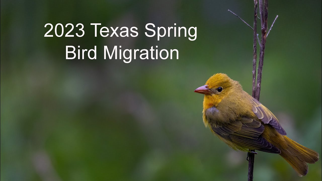 2023 Texas Spring Bird Migration Youtube