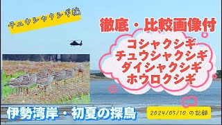 2024初夏の伊勢湾・探鳥『チュウシャクシギ』編