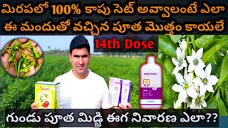 మిరపలో 100% కాపు సెట్ అవ్వాలంటే ఎలా ఈ మందుతో వచ్చిన పూత మొత్తం కాయలే@MB-uk4gl  @MB-uk4gl