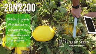 Hollar Seeds New Canary Melons