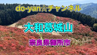 【山登り】大和葛城山　山ツツジを愛でに