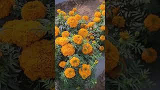 મેરીગોલ્ડ  #marigold #galgota #farmer #farming #ytstudyo #farmingmethod #farmingsystem