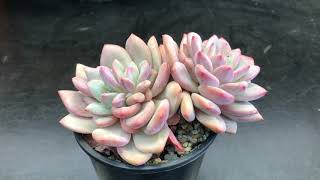 Echeveria Ling Snow/Ariel - Rare and Beautiful Variety.