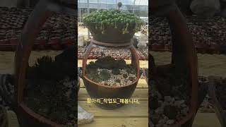 #바위솔정원  #체험농장만들기  #바위솔 #시작이반이다  #버려지는것들의재탄생