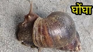 घोंघा | दुनिया में सबसे धीमी गति से चलने वाले जिवों मे से एक ‌|| Snail